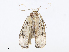  (Antaeotricha BioAlfa115 - CBG-A08733-G07)  @11 [ ] CreativeCommons - Attribution Share - Alike (2023) CBG Photography Group Centre for Biodiversity Genomics