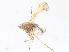  (Achilixiidae - CBG-A08793-G10)  @11 [ ] CreativeCommons - Attribution Share - Alike (2023) CBG Photography Group Centre for Biodiversity Genomics