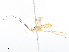  (Triraphis Malaise7005 - CBG-A08793-H03)  @11 [ ] CreativeCommons - Attribution Share - Alike (2023) CBG Photography Group Centre for Biodiversity Genomics