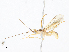  ( - CBG-A08794-B10)  @11 [ ] CreativeCommons - Attribution Share - Alike (2023) CBG Photography Group Centre for Biodiversity Genomics
