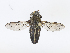  ( - CBG-A08794-E09)  @11 [ ] CreativeCommons - Attribution Share - Alike (2023) CBG Photography Group Centre for Biodiversity Genomics