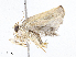  (Antaeotricha Malaise4400 - CBG-A10805-H03)  @11 [ ] CreativeCommons - Attribution Share - Alike (2023) CBG Photography Group Centre for Biodiversity Genomics