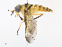  ( - CBG-A10806-G10)  @11 [ ] CreativeCommons - Attribution Share-Alike (2023) CBG Photography Group Centre for Biodiversity Genomics