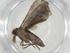  (Lascoria Malaise9544 - CBG-A11264-E05)  @11 [ ] CreativeCommons - Attribution Share - Alike (2023) Centre for Biodiversity Genomics Centre for Biodiversity Genomics
