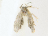  (Stenoma Malaise9187 - CBG-A16688-F11)  @11 [ ] CreativeCommons - Attribution Share - Alike (2023) CBG Photography Group Centre for Biodiversity Genomics