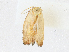  (Gonionota Malaise2078 - CBG-A16689-C09)  @11 [ ] CreativeCommons - Attribution Share - Alike (2023) CBG Photography Group Centre for Biodiversity Genomics