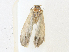  ( - CBG-A16689-C12)  @11 [ ] CreativeCommons - Attribution Share - Alike (2023) CBG Photography Group Centre for Biodiversity Genomics