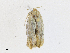  (Antaeotricha Malaise6300 - CBG-A16690-A02)  @11 [ ] CreativeCommons - Attribution Share - Alike (2023) CBG Photography Group Centre for Biodiversity Genomics