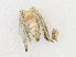  ( - CBG-A16690-B10)  @11 [ ] CreativeCommons - Attribution Share - Alike (2023) CBG Photography Group Centre for Biodiversity Genomics