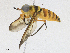 ( - CBG-A16690-F02)  @11 [ ] CreativeCommons - Attribution Share - Alike (2023) CBG Photography Group Centre for Biodiversity Genomics