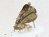  (Plynteria Malaise8465 - CBG-A16690-G03)  @11 [ ] CreativeCommons - Attribution Share - Alike (2023) CBG Photography Group Centre for Biodiversity Genomics