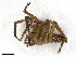  ( - CBG-A16703-H11)  @11 [ ] CreativeCommons - Attribution Share - Alike (2023) CBG Photography Group Centre for Biodiversity Genomics
