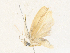  ( - CBG-A34316-C02)  @11 [ ] CreativeCommons - Attribution Share - Alike (2024) CBG Photography Group Centre for Biodiversity Genomics