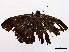  ( - CBG-A35186-E03)  @11 [ ] CreativeCommons - Attribution Share-Alike (2024) CBG Photography Group Centre for Biodiversity Genomics