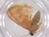  (Idaea Malaise8425 - CBG-A35912-D10)  @11 [ ] CreativeCommons - Attribution Share - Alike (2024) Centre for Biodiversity Genomics Centre for Biodiversity Genomics