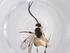  (Hypomicrogaster Whitfield251 - CBG-A36891-A05)  @11 [ ] CreativeCommons - Attribution Share - Alike (2024) Centre for Biodiversity Genomics Centre for Biodiversity Genomics
