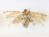  ( - CBG-A38474-C06)  @11 [ ] CreativeCommons - Attribution Share - Alike (2024) CBG Photography Group Centre for Biodiversity Genomics