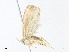  (elachMalaise5318 - CBG-A38475-F12)  @11 [ ] CreativeCommons - Attribution Share - Alike (2024) CBG Photography Group Centre for Biodiversity Genomics