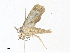  ( - CBG-A38476-A12)  @11 [ ] CreativeCommons - Attribution Share - Alike (2024) CBG Photography Group Centre for Biodiversity Genomics