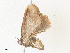  ( - CBG-A38476-B09)  @11 [ ] CreativeCommons - Attribution Share - Alike (2024) CBG Photography Group Centre for Biodiversity Genomics