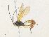  (Microcharops Malaise8938 - CBG-A38476-G03)  @11 [ ] CreativeCommons - Attribution Share - Alike (2024) CBG Photography Group Centre for Biodiversity Genomics