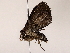  ( - BIOUG62725-H04)  @12 [ ] CreativeCommons - Attribution (2021) CBG Photography Group Centre for Biodiversity Genomics