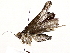  ( - BIOUG62726-C09)  @11 [ ] CreativeCommons - Attribution (2021) CBG Photography Group Centre for Biodiversity Genomics