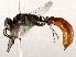  ( - BIOUG72914-A03)  @11 [ ] CreativeCommons - Attribution (2021) CBG Photography Group Centre for Biodiversity Genomics