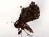  ( - BIOUG72914-C04)  @11 [ ] CreativeCommons - Attribution (2021) CBG Photography Group Centre for Biodiversity Genomics