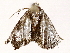  ( - BIOUG72914-E07)  @11 [ ] CreativeCommons - Attribution (2021) CBG Photography Group Centre for Biodiversity Genomics