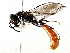  ( - BIOUG72915-H01)  @11 [ ] CreativeCommons - Attribution (2021) CBG Photography Group Centre for Biodiversity Genomics