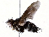  ( - BIOUG73024-E08)  @11 [ ] CreativeCommons - Attribution (2021) CBG Photography Group Centre for Biodiversity Genomics