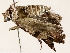  ( - BIOUG73641-F05)  @11 [ ] CreativeCommons - Attribution (2021) CBG Photography Group Centre for Biodiversity Genomics