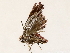  ( - BIOUG73641-F07)  @11 [ ] CreativeCommons - Attribution (2021) CBG Photography Group Centre for Biodiversity Genomics