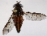  ( - BIOUG73642-G09)  @11 [ ] CreativeCommons - Attribution (2021) CBG Photography Group Centre for Biodiversity Genomics