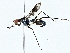  ( - BIOUG73671-C09)  @11 [ ] CreativeCommons - Attribution (2022) CBG Photography Group Centre for Biodiversity Genomics
