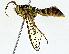  ( - BIOUG73671-D01)  @11 [ ] CreativeCommons - Attribution (2022) CBG Photography Group Centre for Biodiversity Genomics