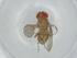  (Drosophila moju - BIOUG74662-A05)  @11 [ ] CreativeCommons - Attribution (2021) Centre for Biodiversity Genomics Centre for Biodiversity Genomics
