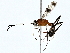  ( - BIOUG76516-B09)  @11 [ ] CreativeCommons - Attribution (2022) CBG Photography Group Centre for Biodiversity Genomics