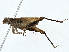  ( - BIOUG77717-B11)  @11 [ ] CreativeCommons - Attribution (2022) CBG Photography Group Centre for Biodiversity Genomics