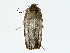  (Antaeotricha Malaise9380 - BIOUG77764-D01)  @11 [ ] CreativeCommons - Attribution (2022) CBG Photography Group Centre for Biodiversity Genomics
