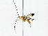  ( - BIOUG76516-E01)  @11 [ ] CreativeCommons - Attribution (2022) CBG Photography Group Centre for Biodiversity Genomics