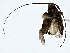  ( - BIOUG77717-E12)  @11 [ ] CreativeCommons - Attribution (2022) CBG Photography Group Centre for Biodiversity Genomics