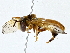  ( - BIOUG77717-F09)  @11 [ ] CreativeCommons - Attribution (2022) CBG Photography Group Centre for Biodiversity Genomics