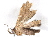  ( - BIOUG77718-D06)  @11 [ ] CreativeCommons - Attribution (2022) CBG Photography Group Centre for Biodiversity Genomics