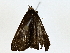  ( - BIOUG77718-F03)  @11 [ ] CreativeCommons - Attribution (2022) CBG Photography Group Centre for Biodiversity Genomics
