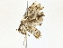  ( - BIOUG77718-H03)  @11 [ ] CreativeCommons - Attribution (2022) CBG Photography Group Centre for Biodiversity Genomics