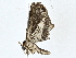  ( - BIOUG77733-D12)  @11 [ ] CreativeCommons - Attribution (2022) CBG Photography Group Centre for Biodiversity Genomics
