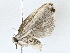  (Antaeotricha Malaise9509 - BIOUG77733-G12)  @11 [ ] CreativeCommons - Attribution (2022) CBG Photography Group Centre for Biodiversity Genomics