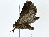  ( - BIOUG77734-E09)  @11 [ ] CreativeCommons - Attribution (2022) CBG Photography Group Centre for Biodiversity Genomics